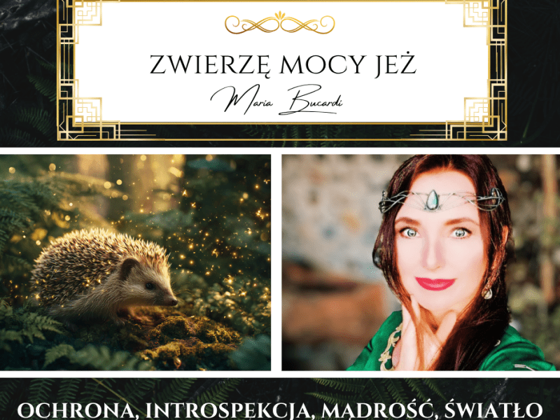 Zwierzę Mocy Jeż – „Twoje kolce są po to, byś pamiętał, że masz prawo do&nbsp;granic”