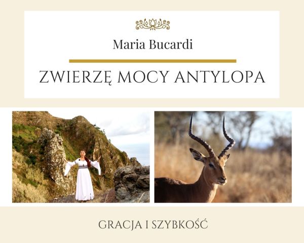 Maria Bucardi Zwierzę Mocy znaczenie Antylopa