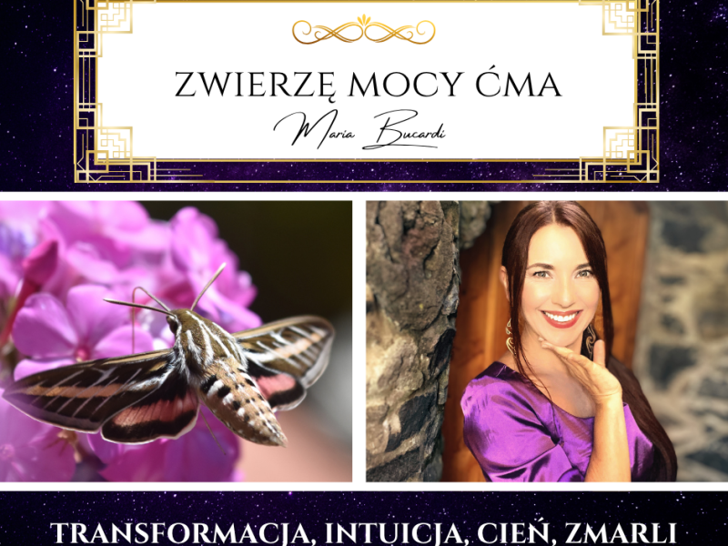 Zwierzę Mocy Ćma – „Nie każde światło jest prawdą. Dojrzałość polega na tym, by umieć to&nbsp;rozróżnić.”