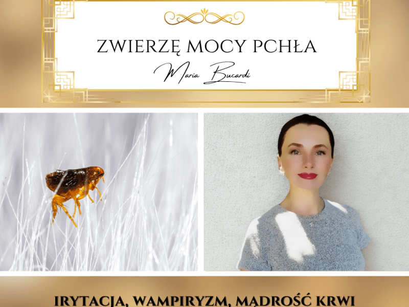 Zwierzę Mocy Pchła ostrzega przed pasożytem i zachęca do odkrycia mądrości własnej&nbsp;krwi….
