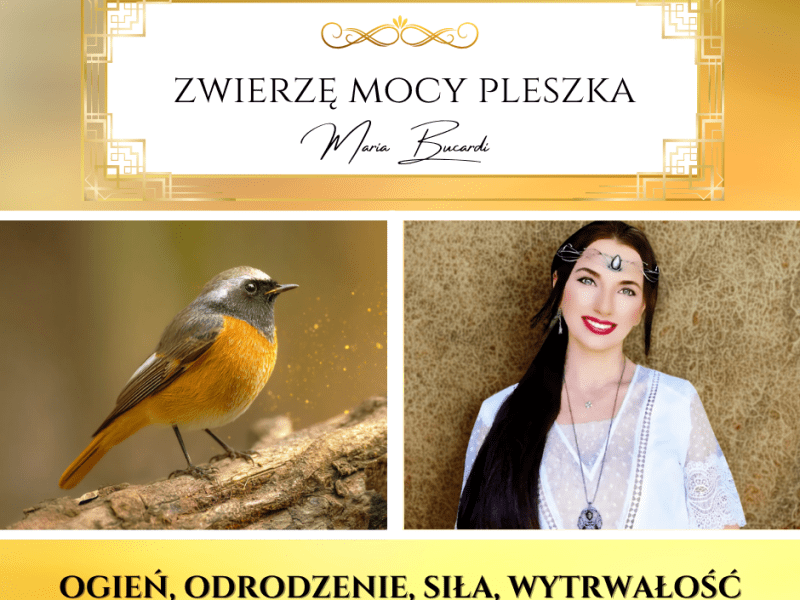 Zwierzę Mocy Pleszka Zwyczajna – ptaszek jak płomyk ognia. Bardzo rzadki&nbsp;totem…