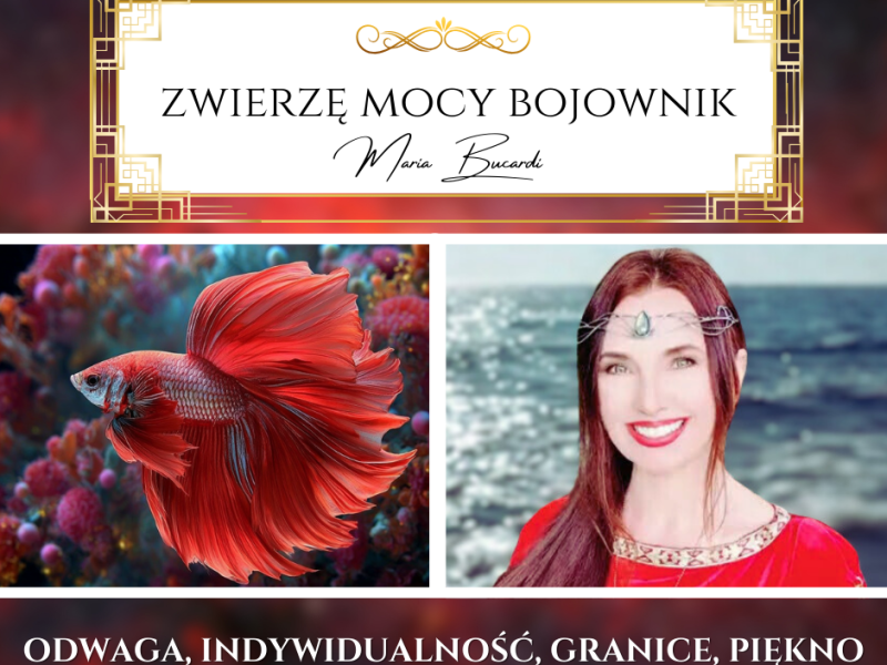 Zwierzę Mocy Bojownik – barwna piękna ryba o agresywnym charakterze i ciekawym przesłaniu…