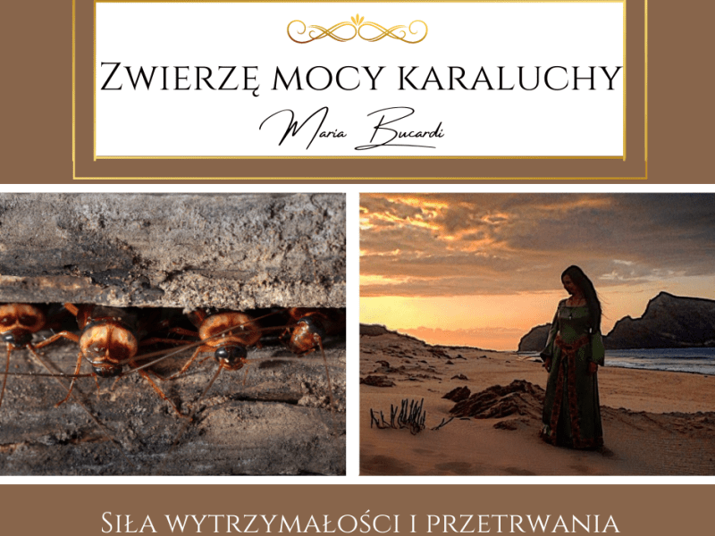 Zwierzę Mocy Karaluchy – uczą, jak przetrwać i nigdy się nie&nbsp;poddawać.