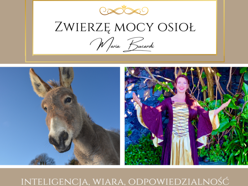 Zwierzę Mocy Osioł -„śpiesz się powoli”…