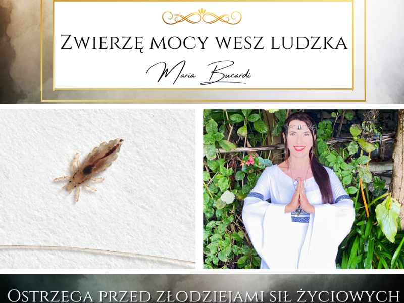 Zwierzę Mocy Wesz ludzka -poświęć więcej uwagi toksycznym rzeczom, które wysysają Twoją&nbsp;energię.