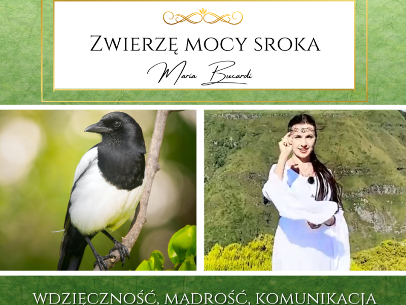 Zwierzę Mocy Sroka – Chcesz powiedzieć coś&nbsp;elokwentnie?