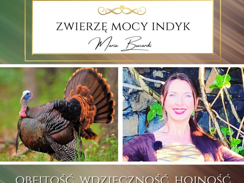 Zwierzę Mocy Indyk – Czy umiesz bezinteresownie dzielić się z&nbsp;innymi?