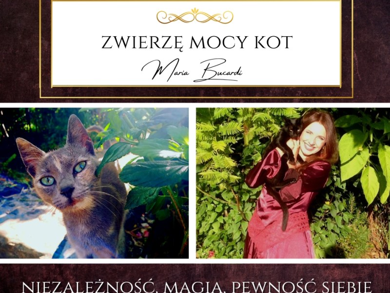 Zwierzę mocy Kot – „Od kogo jeszcze jesteś zależny i w jakiej dziedzinie życia odczuwasz brak&nbsp;wolności?”