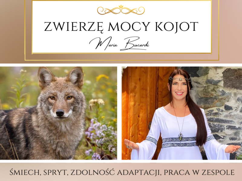 Zwierzę Mocy Kojot – „Śmiech to magiczny klucz, otwierający drzwi do nowego spojrzenia na świat i perspektywę.”