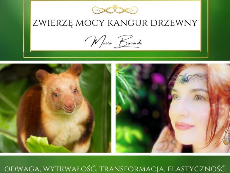 Zwierzę Mocy Kangur Drzewny – „Działaj, zanim poczujesz gotowość. Życie nie&nbsp;czeka.”