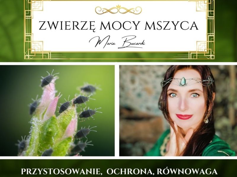Zwierzę Mocy Mszyca (Mszyce) – „Gdzie skupiasz swoją uwagę, tam płynie Twoja energia. Uważaj, kto na tym&nbsp;korzysta.”