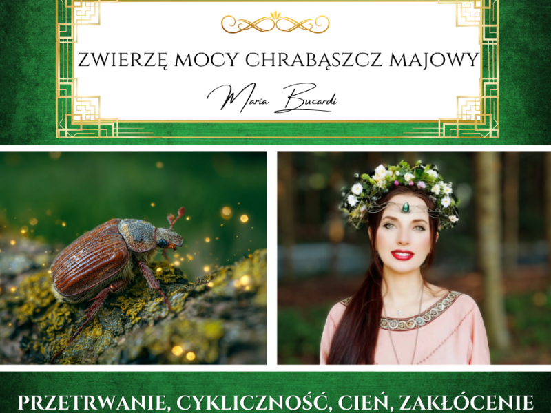 Zwierzę Mocy Chrabąszcz Majowy – „Wstań i ruszaj, niezależnie od tego, ile razy&nbsp;upadłeś.”