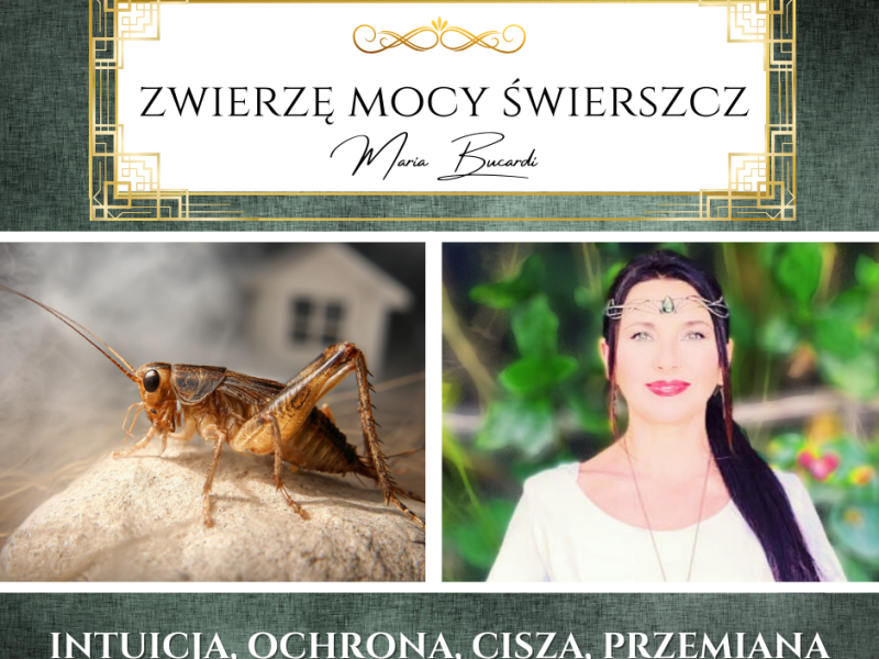 Zwierzę Mocy Świerszcz domowy – „To, co pojawia się bez zapowiedzi, często przynosi to, czego najbardziej&nbsp;potrzebujesz.”