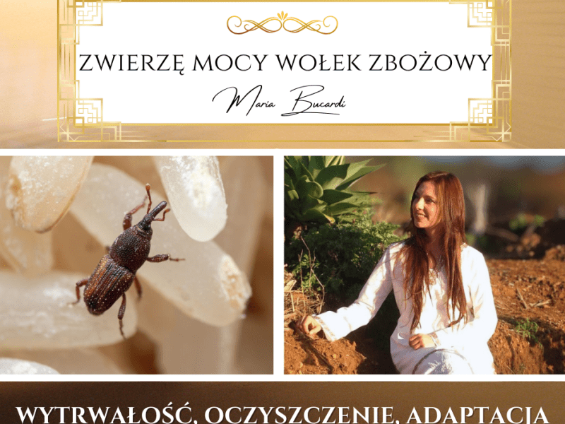 Zwierzę Mocy Wołek zbożowy i ryżowy – „Oczyszczaj przestrzeń, zanim zaczniesz ją zapełniać – w życiu, myślach i&nbsp;sercu.”