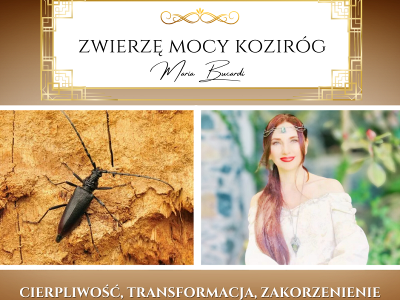Zwierzę Mocy Koziróg (Cerambycidae) – „Nie spiesz się. Właściwy moment objawi się&nbsp;sam”