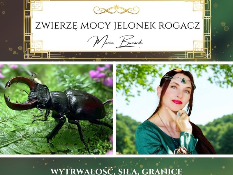 Jelonek Rogacz – zwierzę mocy według Marii Bucardi. „Nie rezygnuj z siebie, żeby innym było&nbsp;wygodniej.”