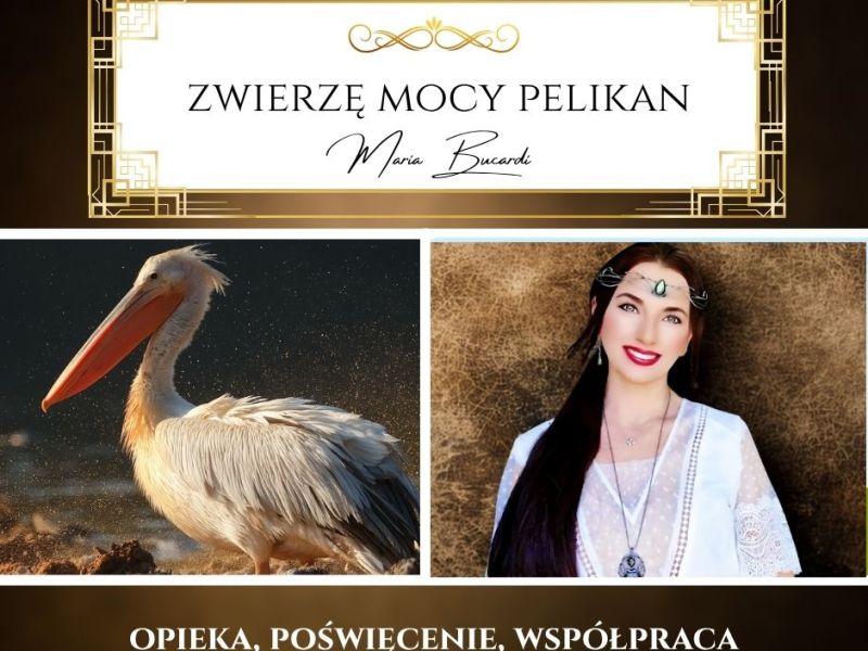 Pelikan – zwierzę mocy według Marii Bucardi. „Nie zapominaj o sobie, pomagając&nbsp;innym.”