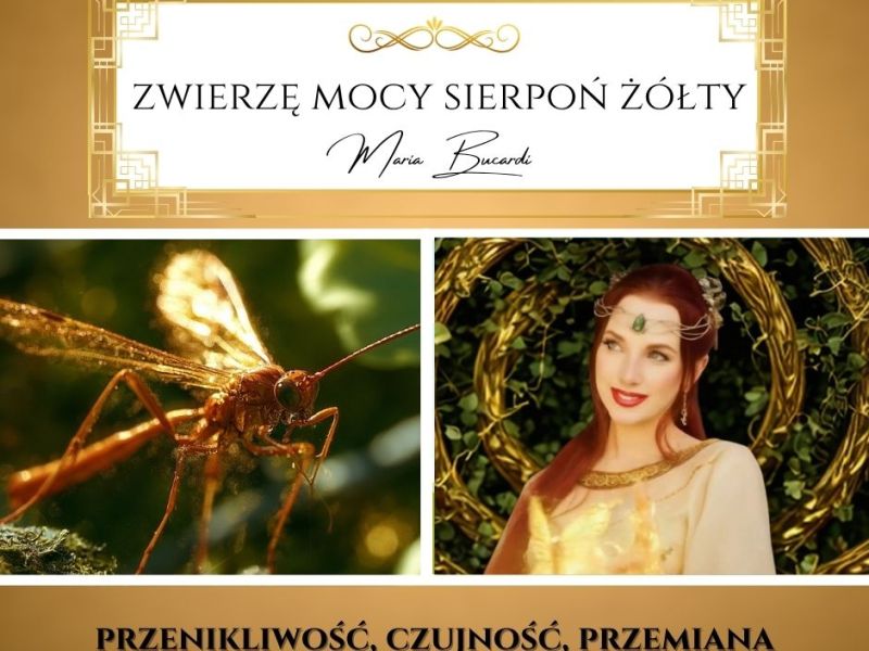 Sierpoń żółty – zwierzę mocy według Marii Bucardi. „Nie odkładaj życia na&nbsp;później”