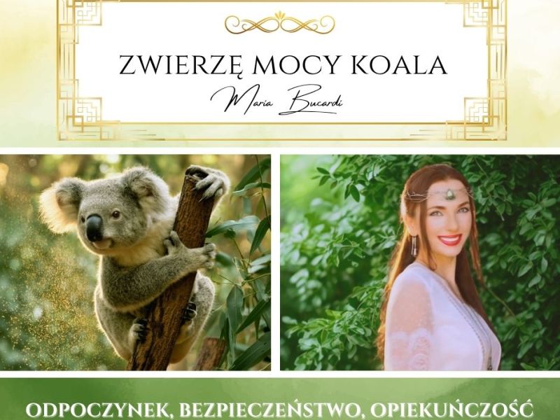 Koala – zwierzę mocy według Marii Bucardi „Odpocznij, zanim zabraknie Ci&nbsp;sił.”