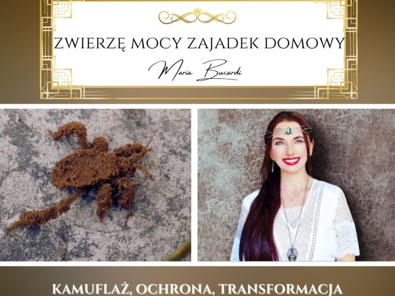 Zajadek domowy – zwierzę mocy według Marii Bucardi. „Prawdziwa przemiana rodzi się tam, gdzie inni widzą tylko&nbsp;kurz.”